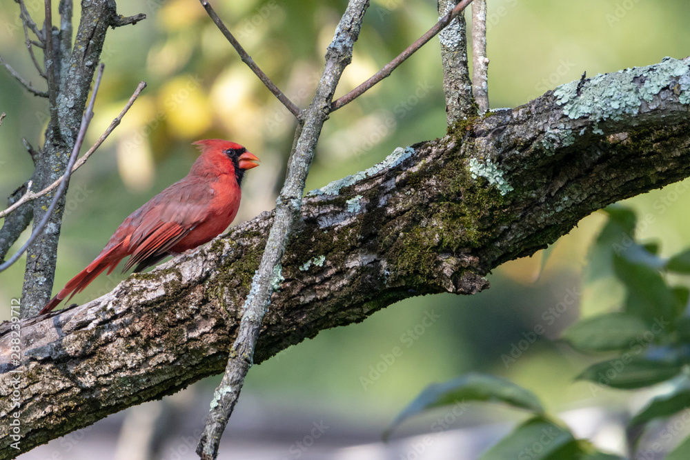 Northern Cardinal Male sitting on tree branch Northern Cardinal Male sitting on tree branch