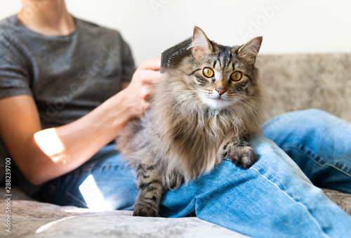 Obraz na płótnie Fluffy Norwegian Forest Cat Being Brushed