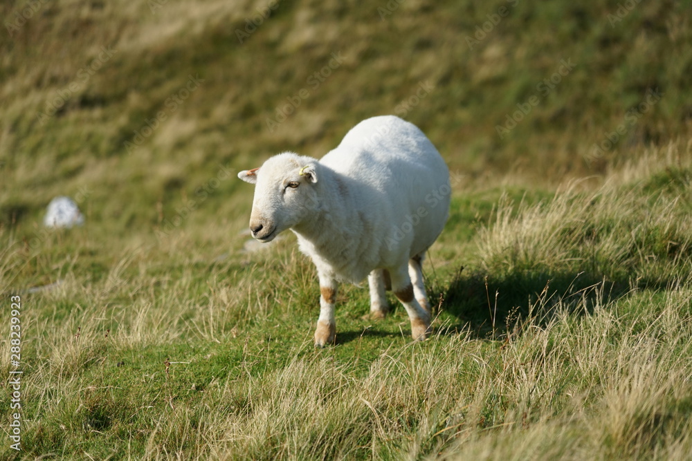 Fototapeta premium Sheep Grazing in a High Mountain Field