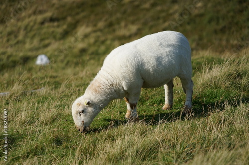 Sheep Grazing in a High Mountain Field