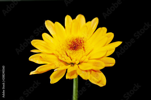 Color Chrysanthemum Flower Isolated on Background.