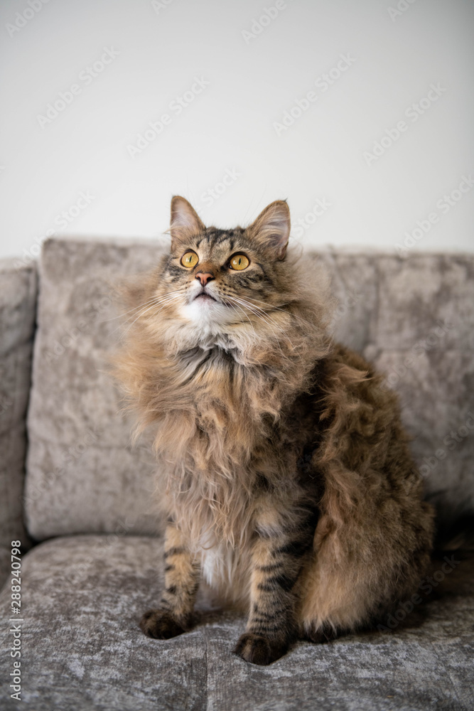 Fluffy Norwegian Forest Cat Relaxing on Gray Sofa