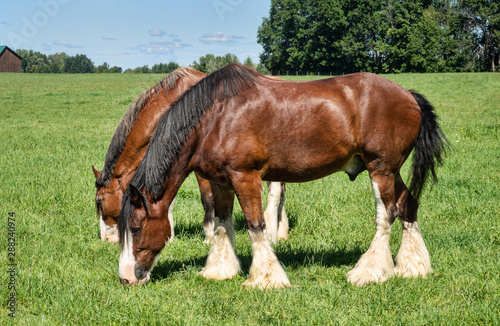 Draft horses
