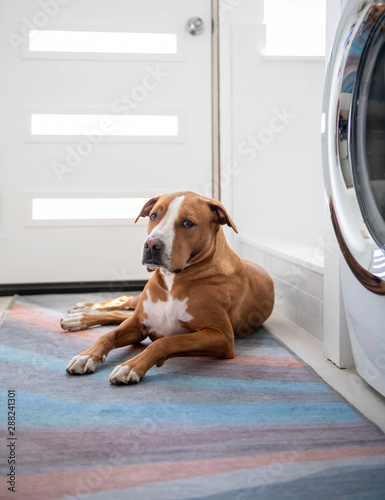 Fawn and White Short Haired Dog of Mixed Breed Laying by Door , Waiting
