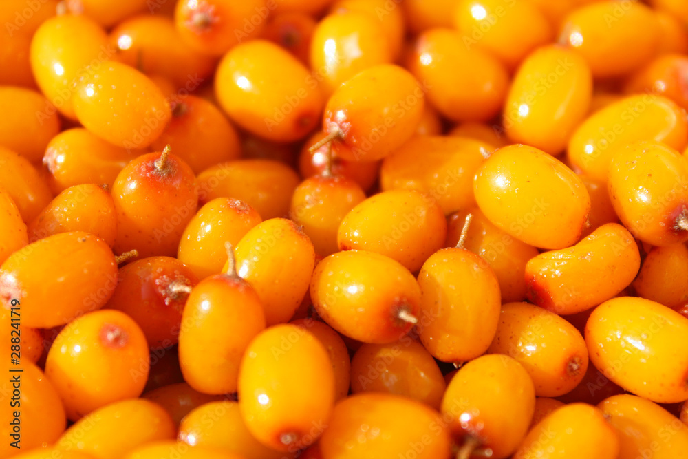 Fresh ripe sea buckthorn berries. Close-up. Background. Texture. Fresh ripe sea buckthorn berries. Close-up. Background. Texture.