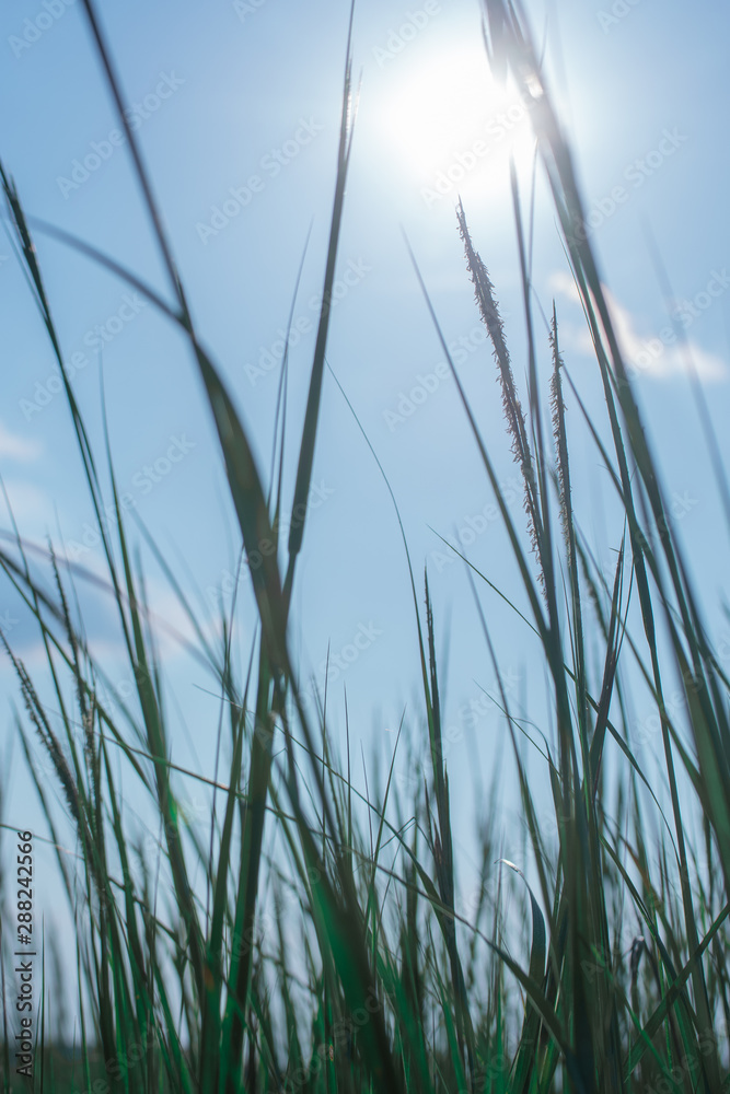 Tall Green Grass with a Sunny Summer Sky Tall Green Grass with a Sunny Summer Sky