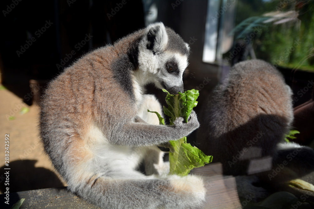 Obraz premium Lemur katta (Lemur catta)