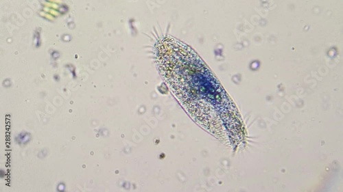 Blue paramecium caudatum near green algae photo