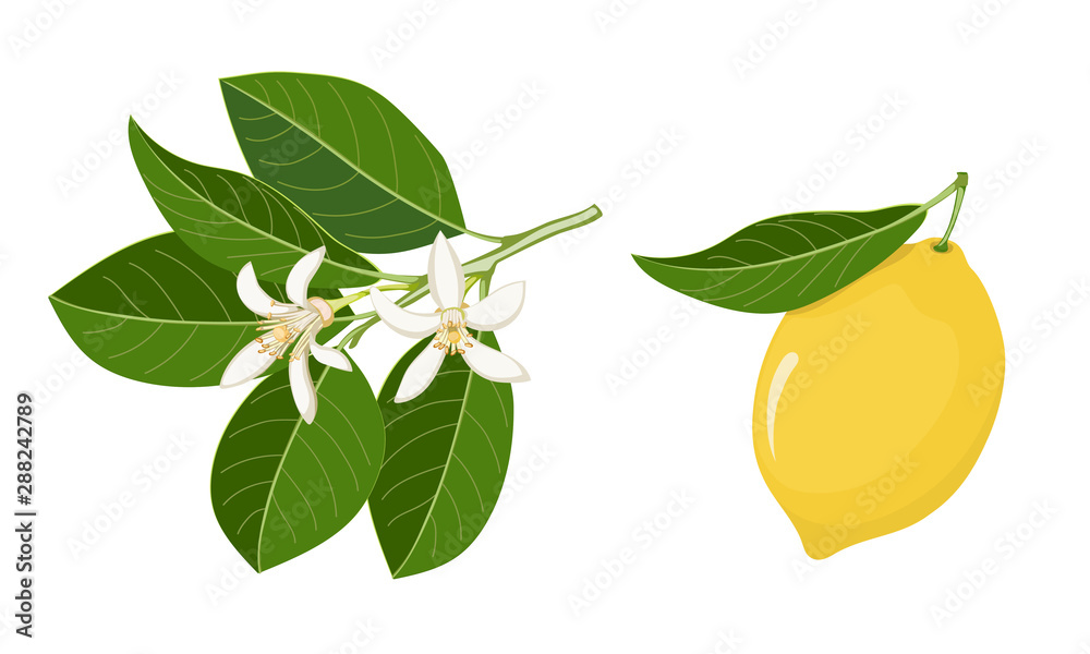 yellow lemon and twig with white blossom