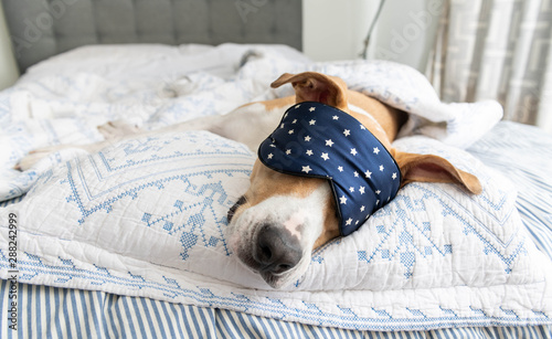 White and Tan Dog Sleeping on Human Bed Wearing Blue Eye Mask © Anna Hoychuk