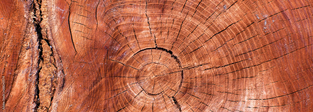 Naklejka premium Stump texture on the cut, beautiful wood texture rustic