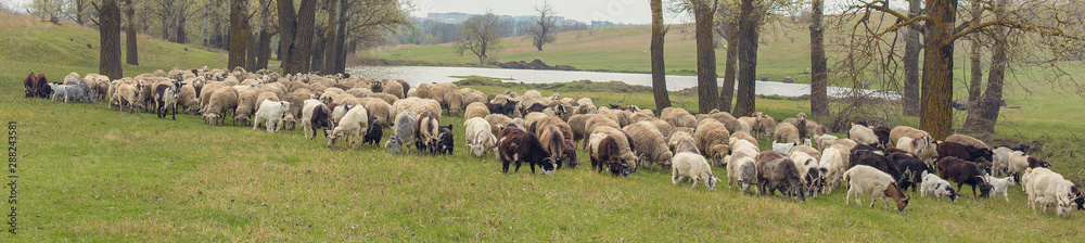 Sheep and goats graze on green grass in spring Sheep and goats graze on green grass in spring