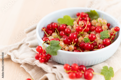 Freshly Picked Red and White Currants in Blue Bowl 