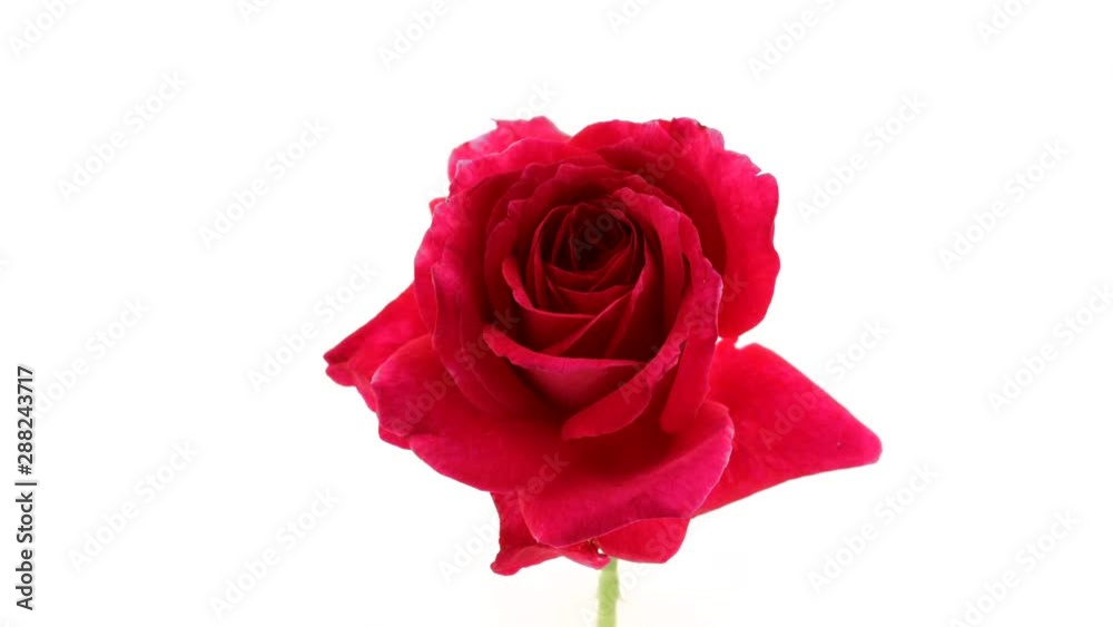 Beautiful red rose isolated on white background. Blooming rose flower opening closeup. Timelapse. 3840X2160 4K UHD video footage Beautiful red rose isolated on white background. Blooming rose flower opening closeup. Timelapse. 3840X2160 4K UHD video footage