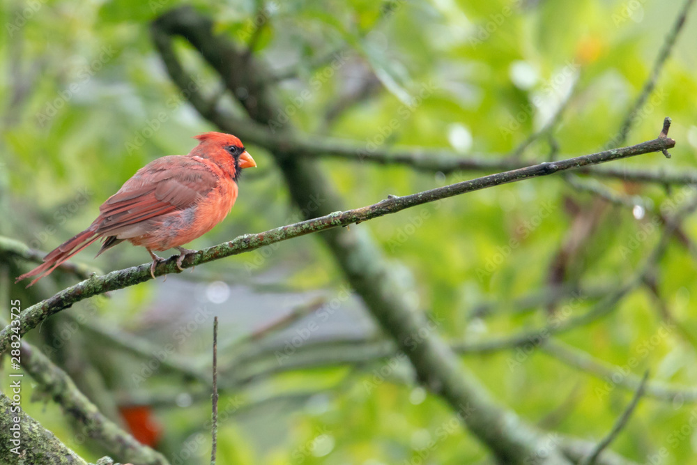 Northern Cardinal male sitting on tree branch Northern Cardinal male sitting on tree branch