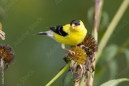 American gold finch sitting on flower stalk
