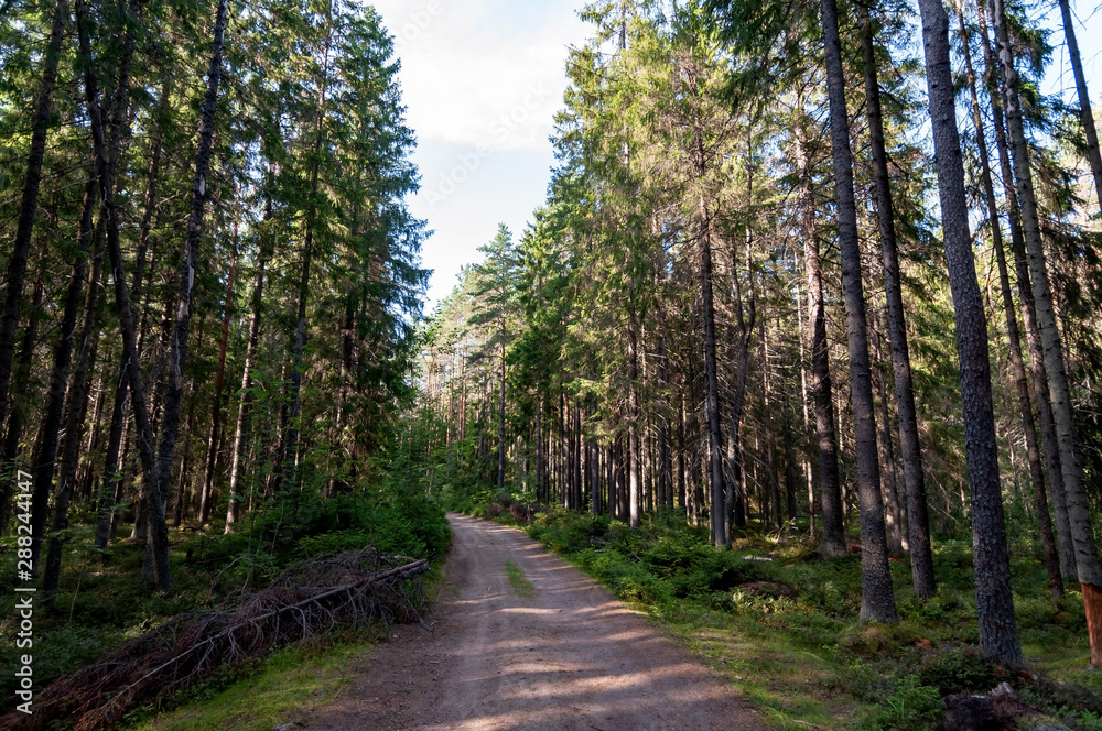 Forest dirt road, tall conifers in the sunset Forest dirt road, tall conifers in the sunset