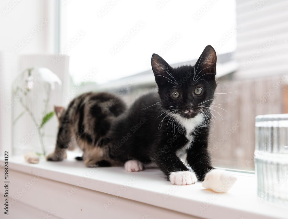 Adorable Short Haired Kittens Playing