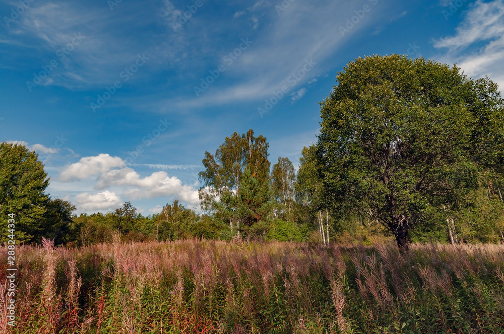 Fototapeta premium Meadow with yellowed grass on a background of trees and a bright sky with clouds