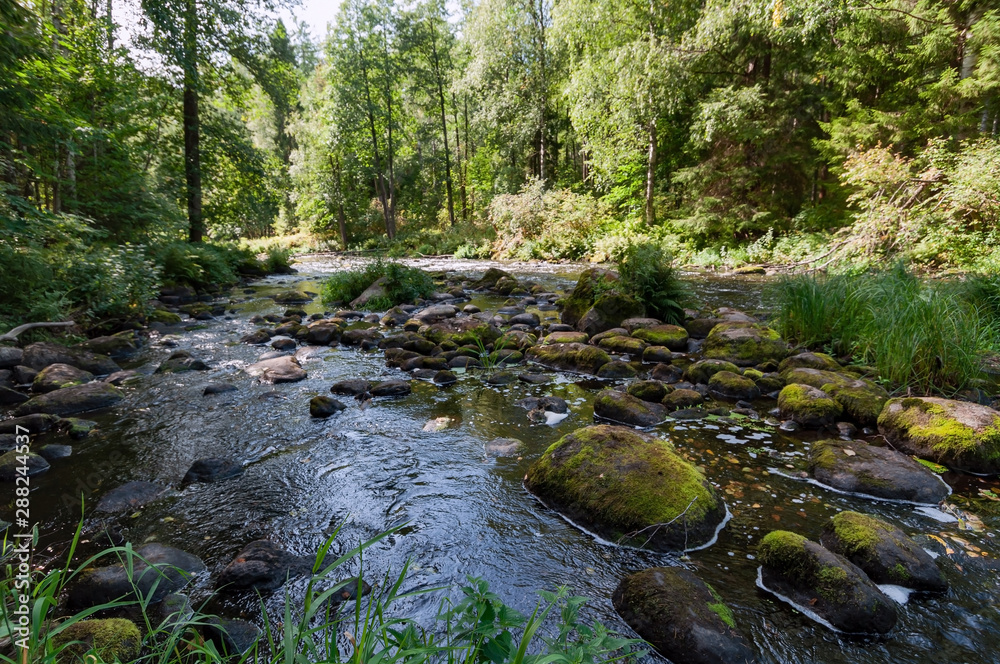 Rapids on the river with brown transparent water in a dense forest on a sunny summer day Rapids on the river with brown transparent water in a dense forest on a sunny summer day