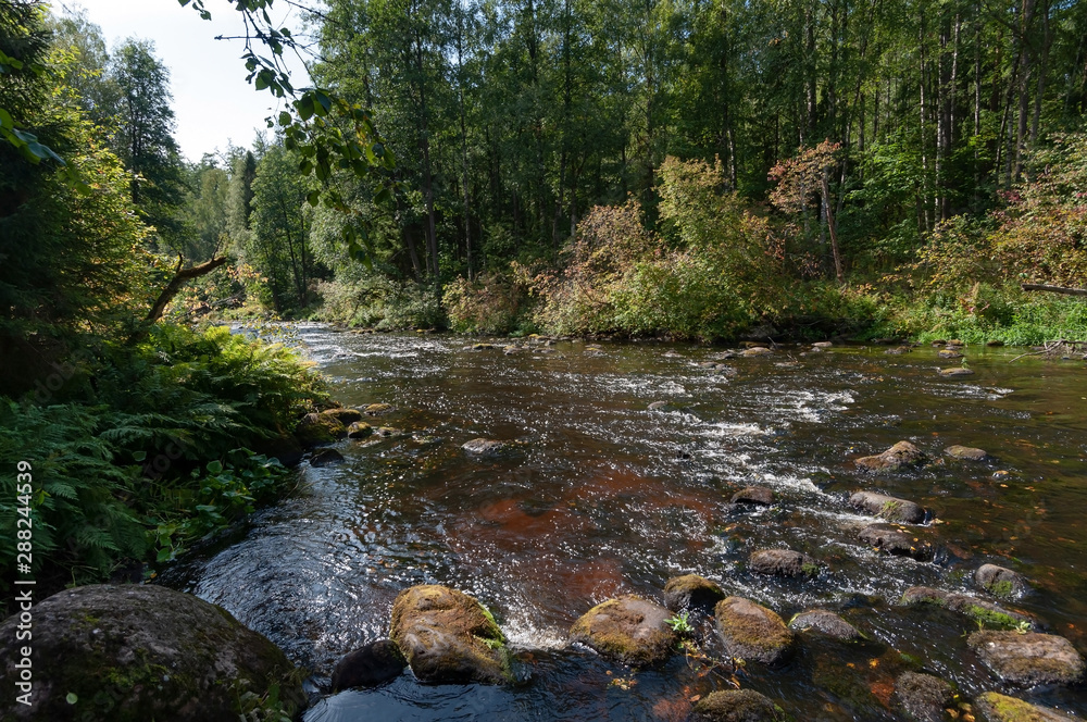 Rapids on the river with brown transparent water in a dense forest on a sunny summer day Rapids on the river with brown transparent water in a dense forest on a sunny summer day