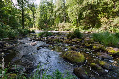 Rapids on the river with brown transparent water in a dense forest on a sunny summer day