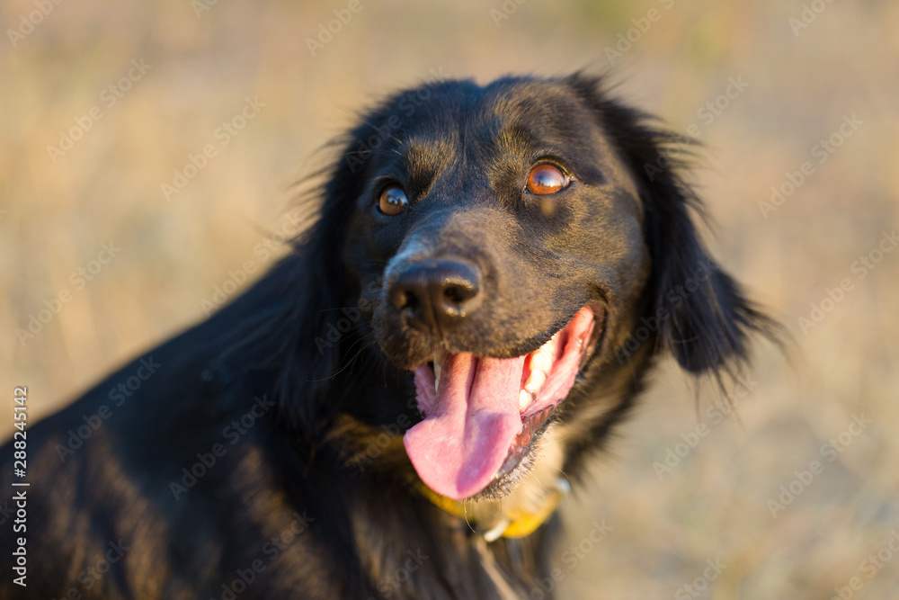 German hunting watchdog drathaar, Beautiful dog portrait on the hunt