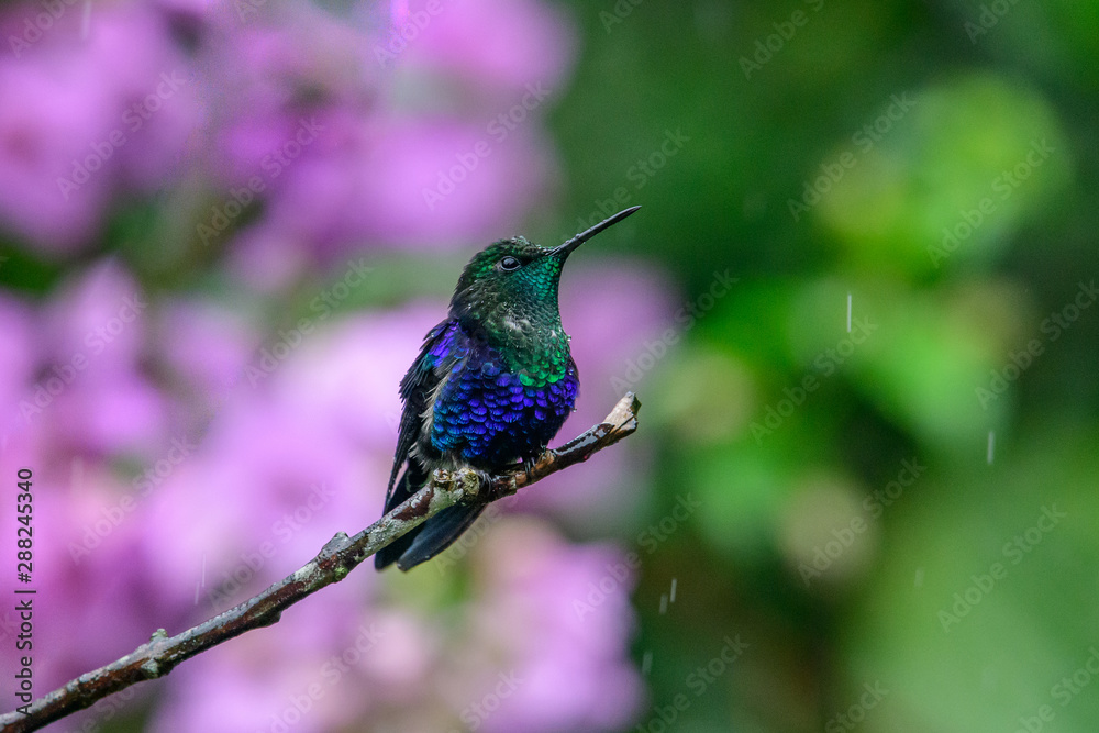 Fototapeta premium Green and blue hummingbird Sparkling Violetear flying next to beautiful yelow flower. Bird from Ecuador, tropical mountain forest. Wildlife scene from nature. Birdwatching in South America