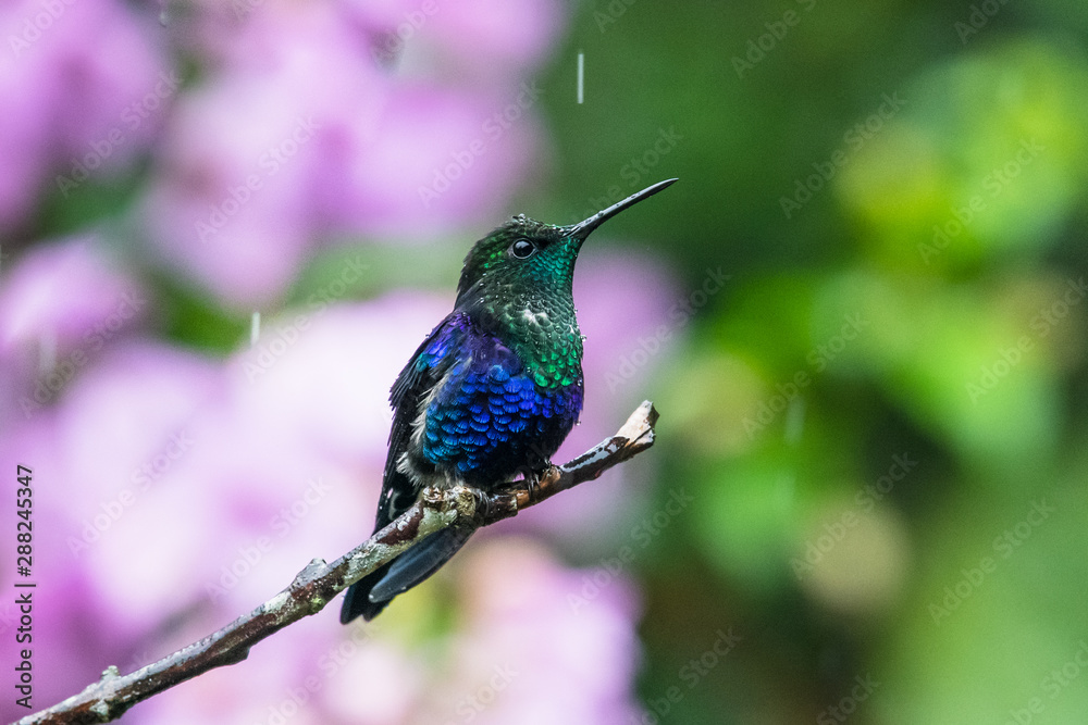 Green and blue hummingbird Sparkling Violetear flying next to beautiful yelow flower. Bird from Ecuador, tropical mountain forest. Wildlife scene from nature. Birdwatching in South America