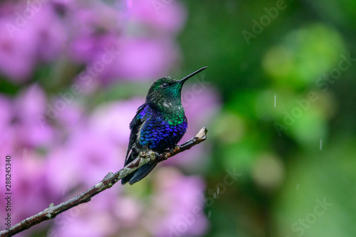 Green and blue hummingbird Sparkling Violetear flying next to beautiful yelow flower. Bird from Ecuador, tropical mountain forest. Wildlife scene from nature. Birdwatching in South America