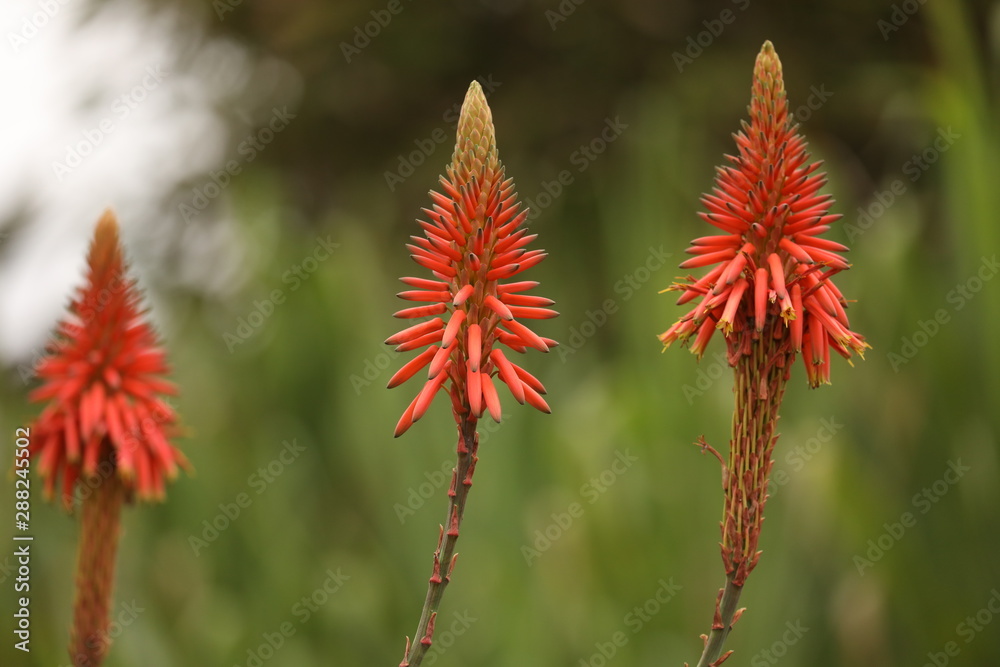 LIMA, Peru, 3 june 2019. Flowers and plants at Parque de Las Leyendas zoo LIMA, Peru, 3 june 2019. Flowers and plants at Parque de Las Leyendas zoo