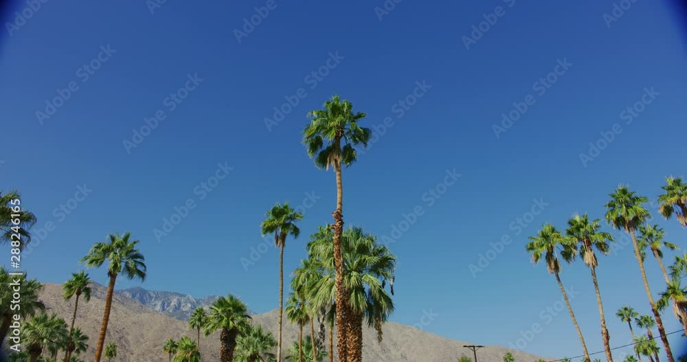 Palm trees in Palm Springs, California Palm trees in Palm Springs, California