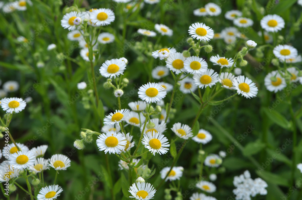 Fototapeta premium In the meadow, blooms in the wild Erigeron annuus