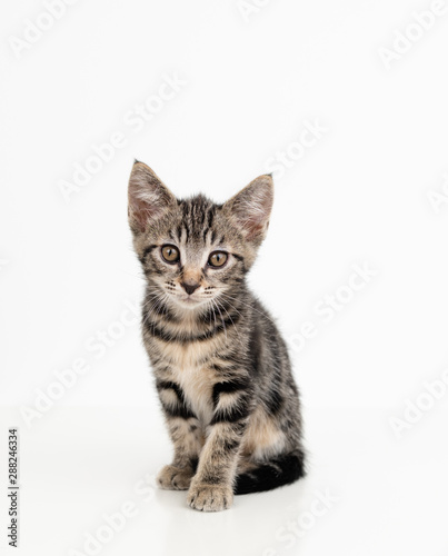 Adorable Tabby Striped Young Kitten on White Background © Anna Hoychuk