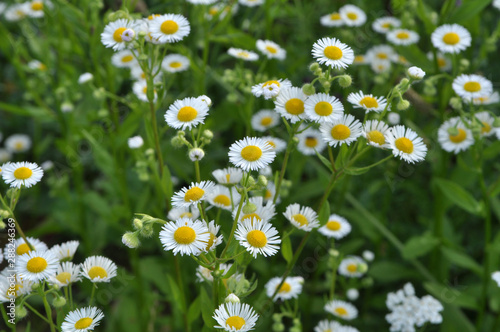 In the meadow, blooms in the wild Erigeron annuus