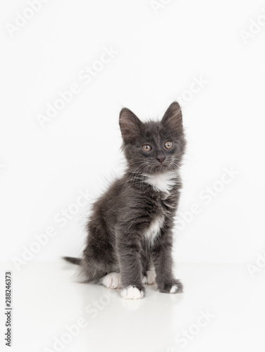 Adorable Gray Young Kitten on White Background