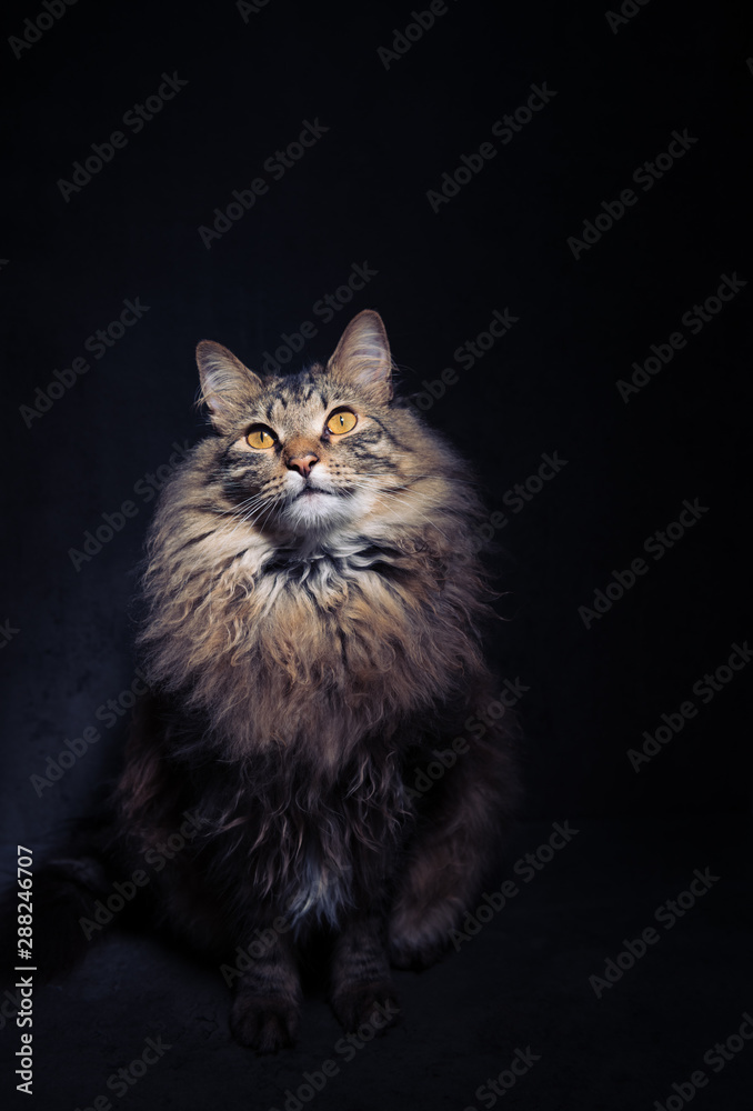 Portrait of Fluffy Tabby Cat on Dark Background