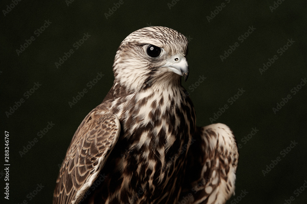 Red Tailed Hawk portrait on dark green background. A Cooper's Hawk, close-up Red Tailed Hawk portrait on dark green background. A Cooper's Hawk, close-up