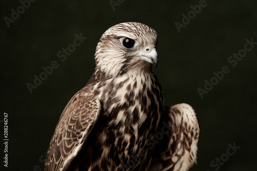 Red Tailed Hawk portrait on dark green background. A Cooper's Hawk, close-up