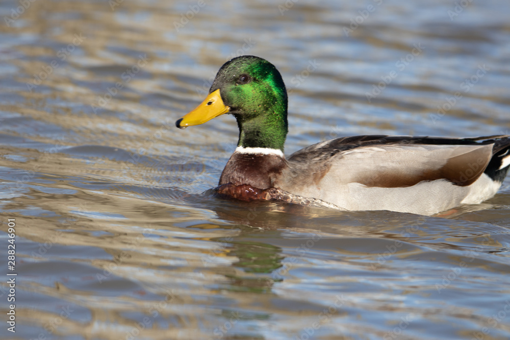 Obraz premium Mallard duck in water