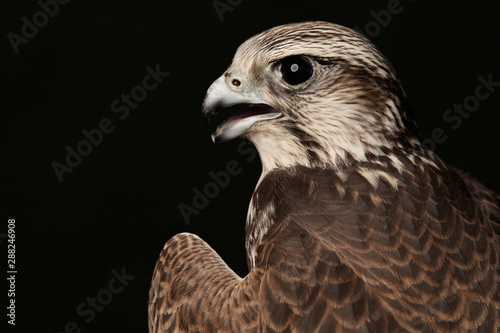 Red Tailed Hawk portrait on dark green background with copy space.