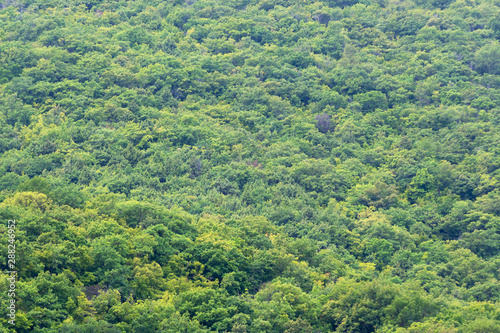 Background image of a green, deciduous forest on a hill.