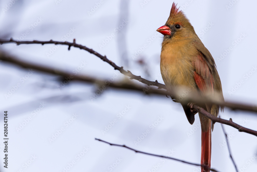 Northern cardinal female sitting on tree branch