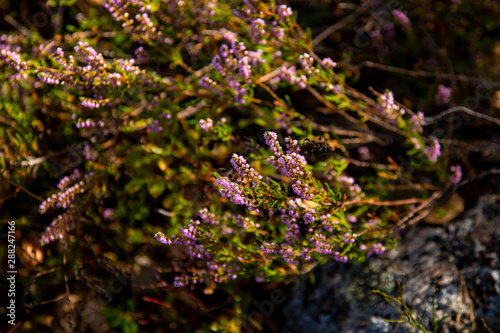Purple forest flowers of Heather