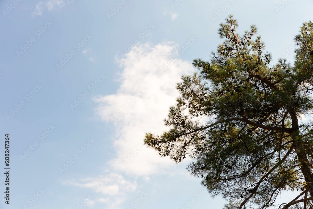 Branches of a green pine with cones against the blue sky. Branches of a green pine with cones against the blue sky.