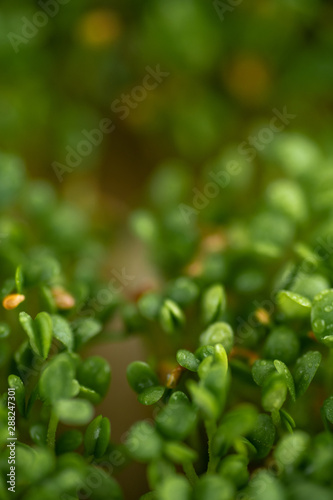 Close up of Freshly Grown Micro greens