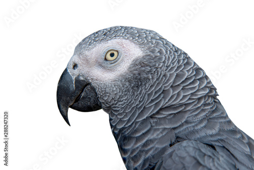 Closeup grey parrot isolated on white background