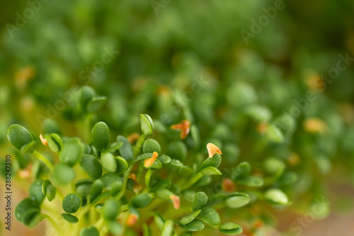 Close up of Freshly Grown  Micro greens photo
