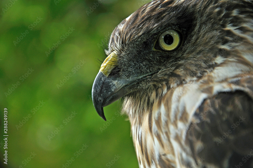 Harrier Hawk Harrier Hawk