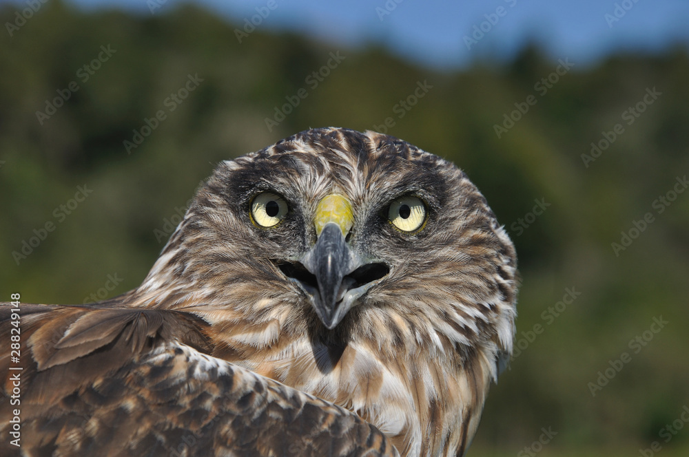 Fototapeta premium Harrier Hawk